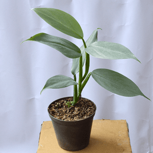 philodendron hastatum silver